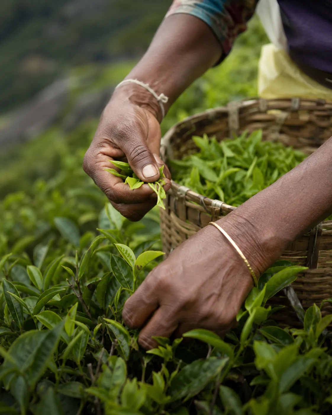 Hands plucking bright green tea leaves into a basket.