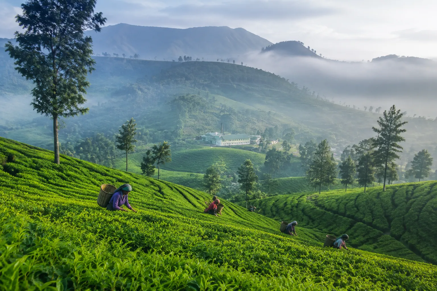 Nuwara Eliya